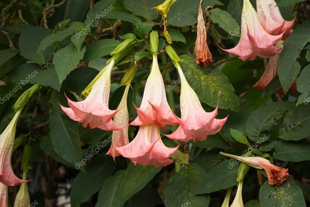 Fragrant Angel Trumpet Seedling Plant Prolific Flowering Etsy