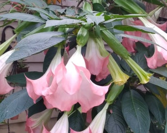 Angel Trumpet CUTTINGS ~ Mega Bloomer ~ Prolific Flowering Fragrant.