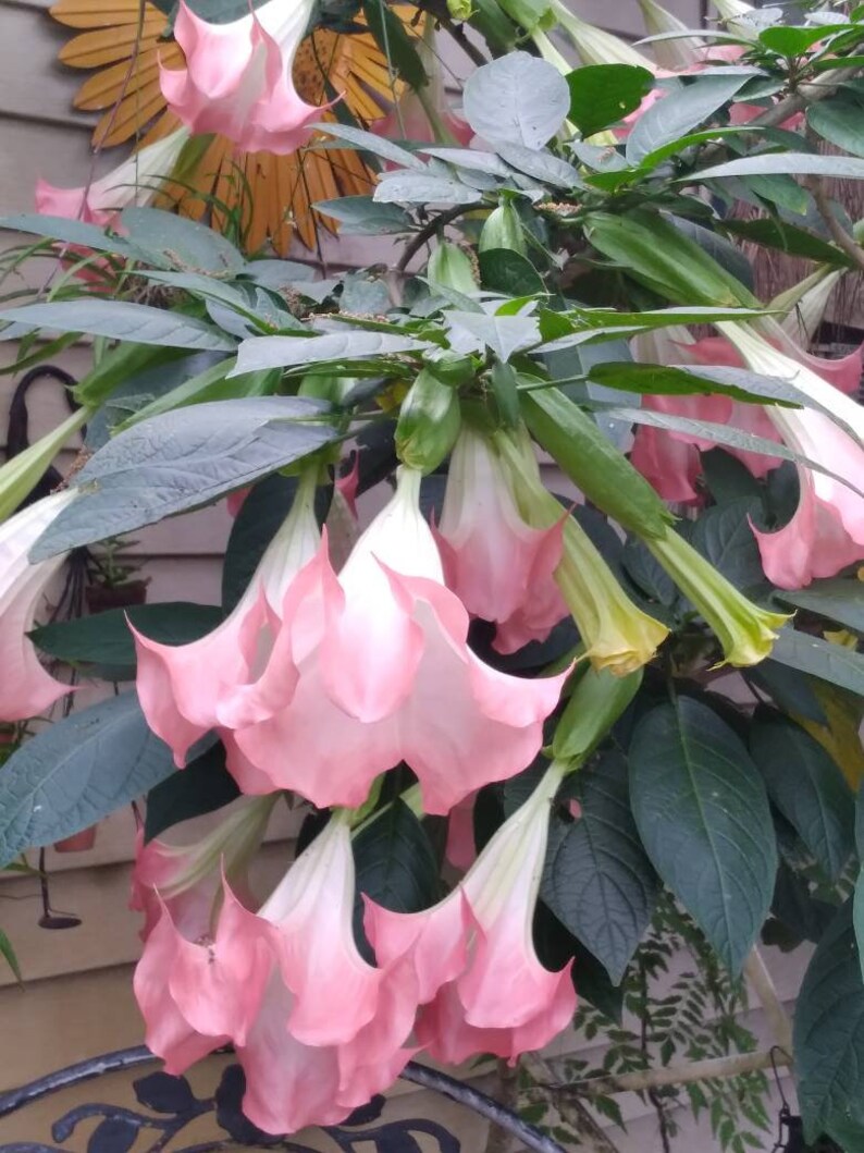 Angel Trumpet CUTTINGS Mega Bloomer Prolific Flowering Fragrant. Etsy