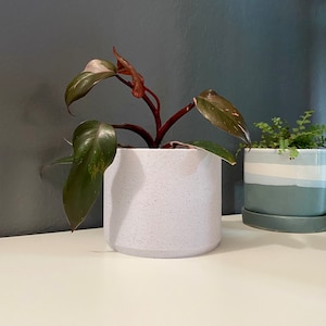 Pode incluir: Uma planta de filodendro 'Pink Princess' num vaso de cerâmica branco salpicado. A planta tem folhas verdes escuras com variegata rosa e caules vermelhos. Outra planta num vaso azul e branco é visível no fundo.