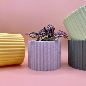 May include: Three cylindrical planters with a ribbed texture. The planter in the center is light purple and holds a pink and green houseplant. The planter on the left is yellow and the planter on the right is gray.