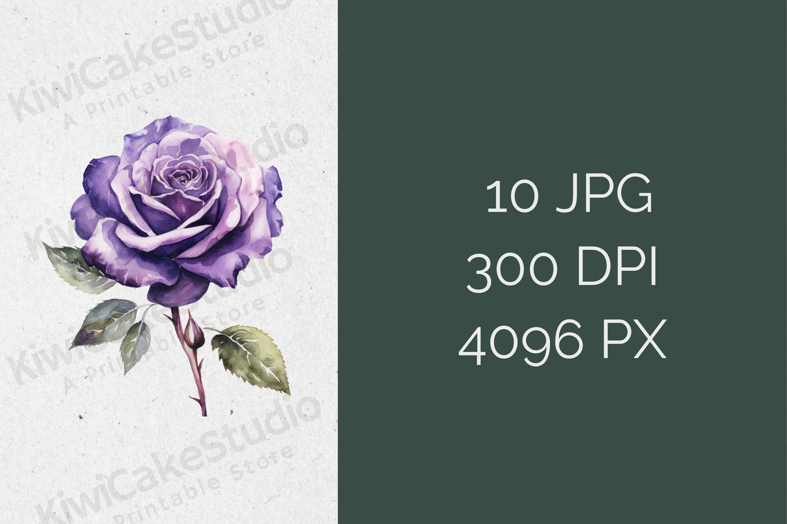 Purple Watercolor Roses Clipart, Floral Clipart, 10 High Quality Jpgs ...