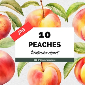 Watercolor peach clipart, 10 High quality JPGs, Summer peaches, Commercial use, Instant download, Summer botanical clip art, Scrapbook image
