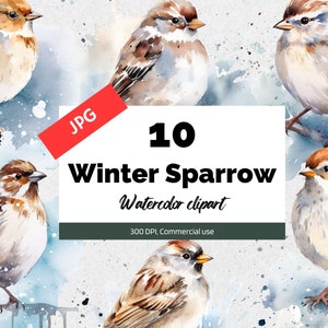 Clipart de moineau d'hiver aquarelle, 10 JPG de haute qualité, Utilisation commerciale, Téléchargement instantané, Oiseau de neige, Vacances, Saison de Noël, Oiseaux enneigés