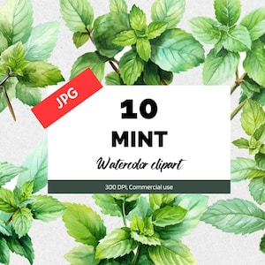 Watercolor mint clipart, 10 High quality JPGs, Commercial use, Instant download, Refreshing summer herb, Herbal plants, Recipes clip art