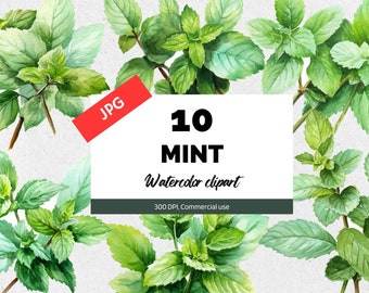Watercolor mint clipart, 10 High quality JPGs, Commercial use, Instant download, Refreshing summer herb, Herbal plants, Recipes clip art