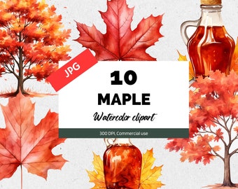 Watercolor maple clipart, 10 High quality JPGs, Commercial use, Instant download, Autumn cliparts, Fall clip art, Maple leaves, Maple syrup