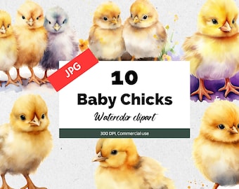 Watercolor baby chicks clipart, 10 High quality JPGs, Commercial license, Instant download, Card making, Chick, Chicken, Cute, Animals, Farm