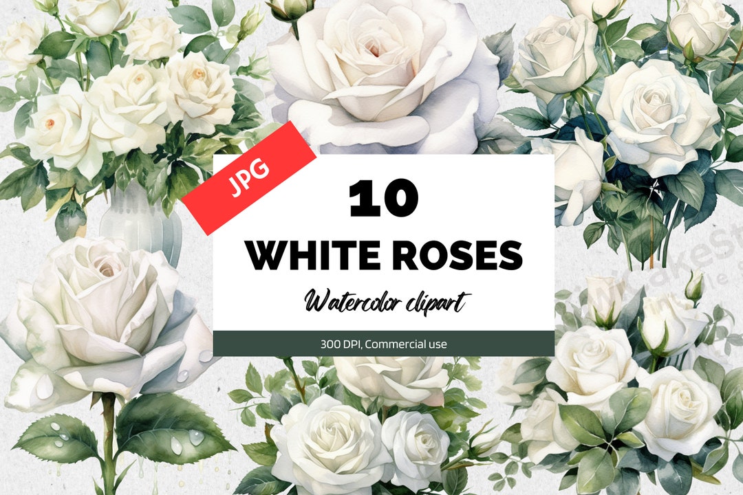 10 Watercolor White Roses Clipart Jpgs, White Rose Clip With Leaves ...
