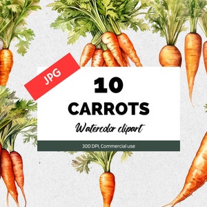 Clipart de carottes aquarelle, 10 JPG de haute qualité, Utilisation commerciale, Téléchargement instantané, Végétarien, Légumes, Alimentation saine, Nutrition, Lapin