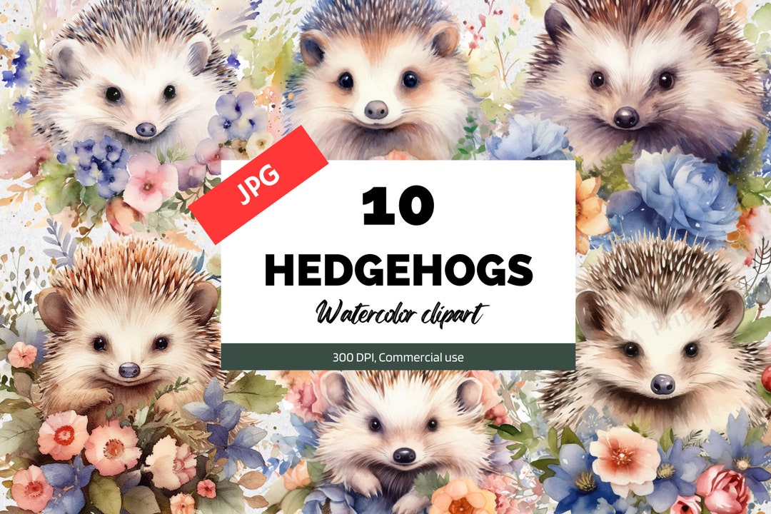 Watercolor Hedgehog Clipart, 10 High Quality Jpgs, Cute Baby Shower ...