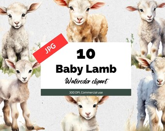 Watercolor baby lamb clipart, 10 High quality JPGs, Commercial license, Instant download, Card making, Cute animals, Animal, Lamb, Nature