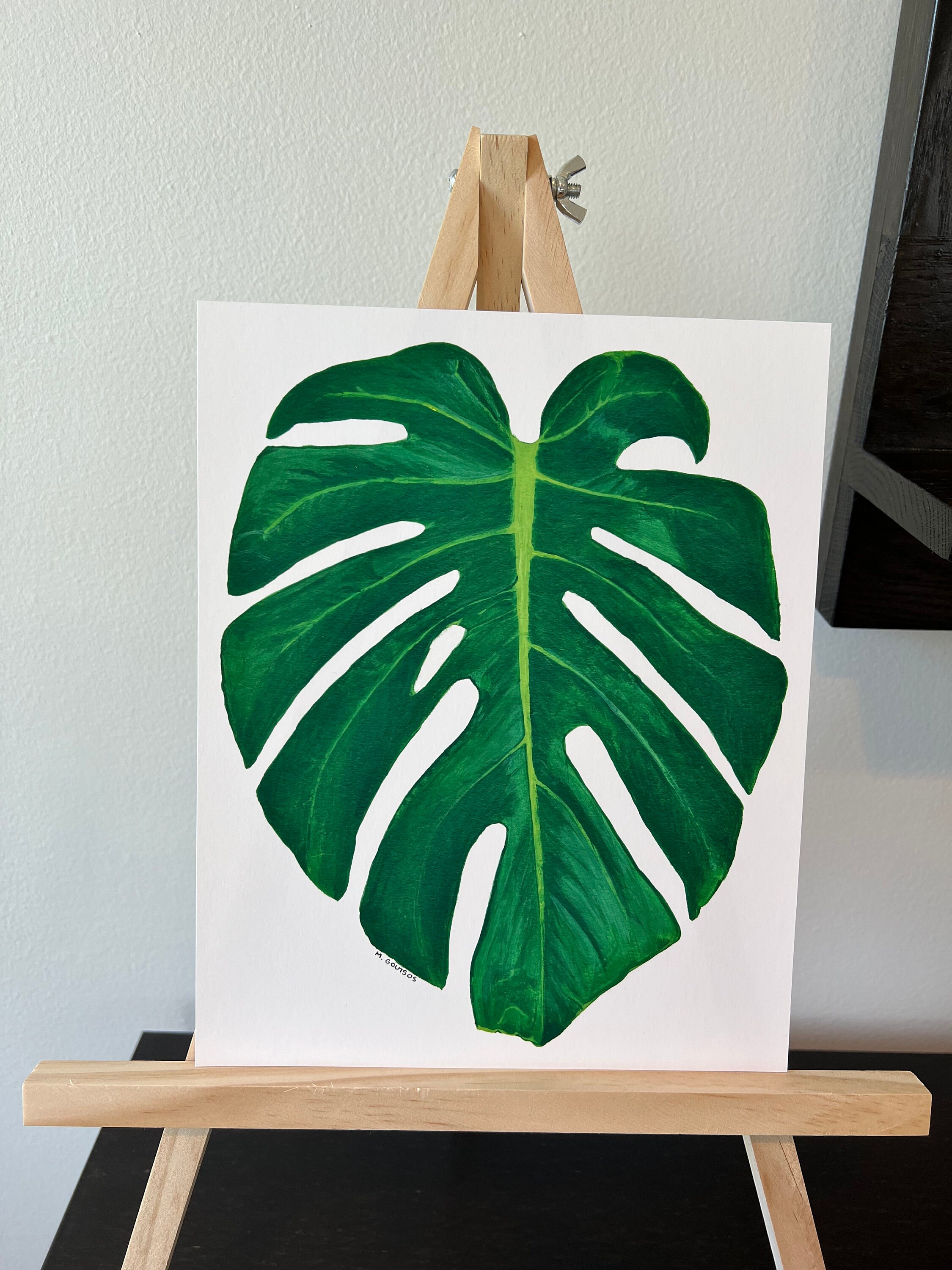 monstera rewe Rhaphidophora tetrasperma (Monstera minima) (XL) kaufen