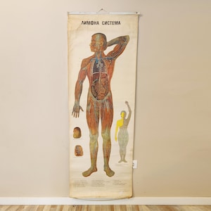 May include: Vintage anatomical chart depicting the lymphatic system of the human body. The chart features a detailed illustration of a male figure with visible lymph nodes, vessels, and organs. The chart is printed on a cream-colored paper and has the text "ЛИМФОНА СИСТЕМА" at the top.