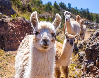 SET OF THREE Printable Digital Photo of Alpacas photo Series - Etsy SET OF THREE Printable Digital Photo of Alpacas photo Series - Etsy
