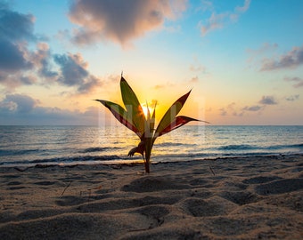 Printable Digital Photo of Belize Sunrise