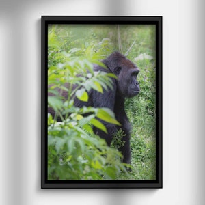 May include: A black gorilla stands in a lush green forest, partially hidden by foliage. The gorilla is looking to the right, with its head turned slightly. The background is a blur of green leaves and branches.