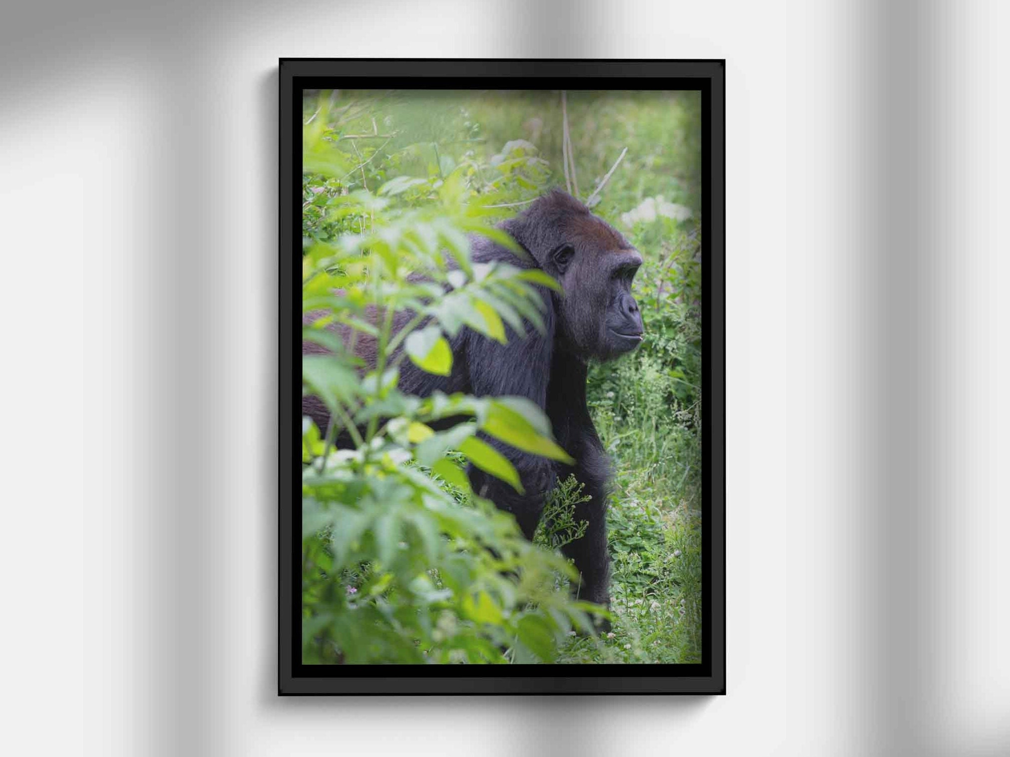 Printable Digital Photo of Large Silverback Gorilla / Monkey / Ape - Etsy
