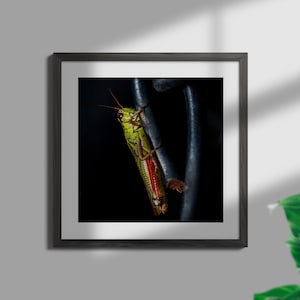 ONE Printable Digital Photo of a colorful GRASSHOPPER hanging on a chain link fence in Vermont, USA