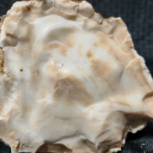 Opalized petrified wood, complete round log, totally opalized, very shops unique piece, 5 pounds