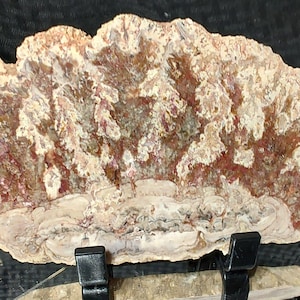 Petrified Cycad polished slab from California, great colors and detail.