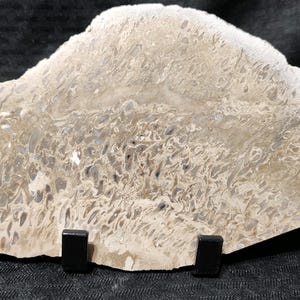 Petrified palm tree root from Indonesia, large, polished slab