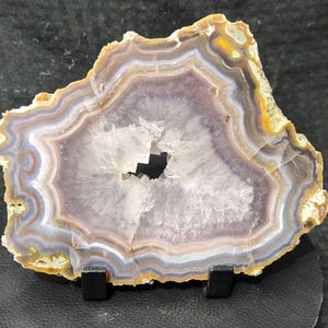 Turkish polished limb cast slab