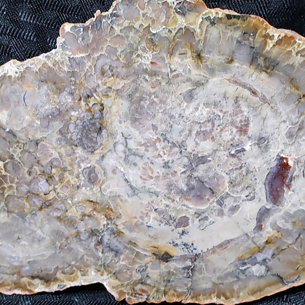 Coprolite large, polished display from the Henry Mountains of Utah
