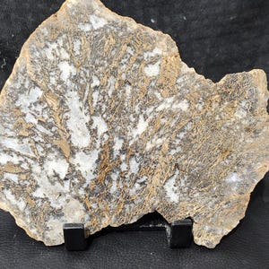 Petrified wood limb cast from Tom Miner Basin Montana