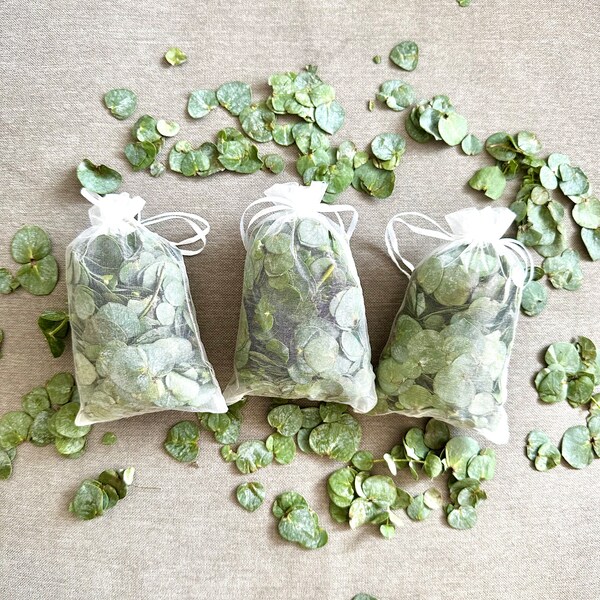 Shower Eucalyptus Etsy