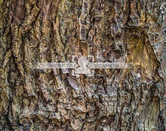 Photograph of a gnarled tree trunk. For use as a Photoshop overlay or photo background texture. Digital Download