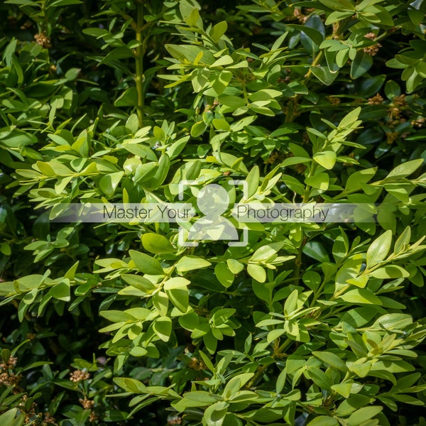 Photograph of vibrant green box hedging plant. For use as a Photoshop overlay or photo background texture. Digital Download