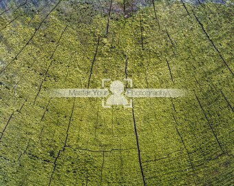 Photograph of the end grain of a weathered log. For use as a Photoshop overlay or photo background texture. Digital Download