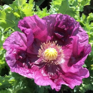 May include: A vibrant purple poppy flower with a yellow center. The flower has delicate petals and is in full bloom.