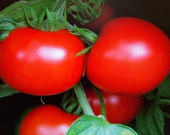 Sub arctic plenty heirloom non-gmo tomato seeds