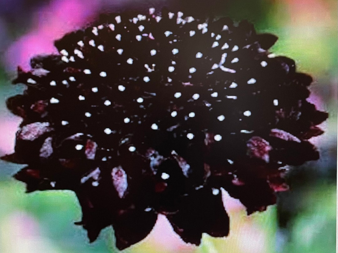 Scabiosa Black Knight Pincushion Flower Seeds Etsy