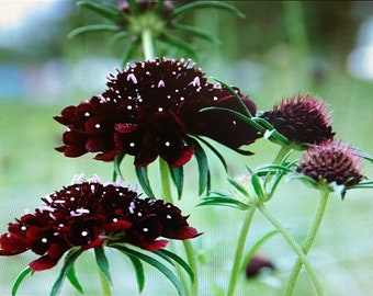 Scabiosa black beauty pincushion flower seeds