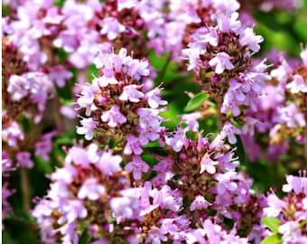 Creeping thyme ground cover open pollinated, non-gmo seeds.