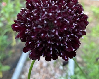 Scabiosa black knight pincushion flower seeds