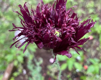 Black swan poppy open pollinated, non-gmo, hand harvested seeds.