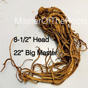RARE MasterRoot-EXTRA LONG-(MasterRoots) Spirituality/ Curio  / Hoodoo/ Wiccan / Metaphysical(ships worldwide)(comes w/Oil sample )