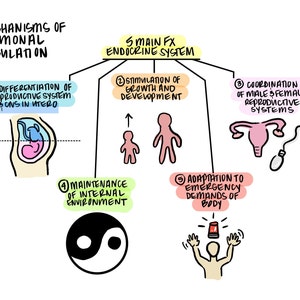 May include: A hand-drawn diagram illustrating the mechanisms of hormonal regulation. The image includes text and colorful illustrations of the endocrine system, including the differentiation of the reproductive system, growth, and adaptation.