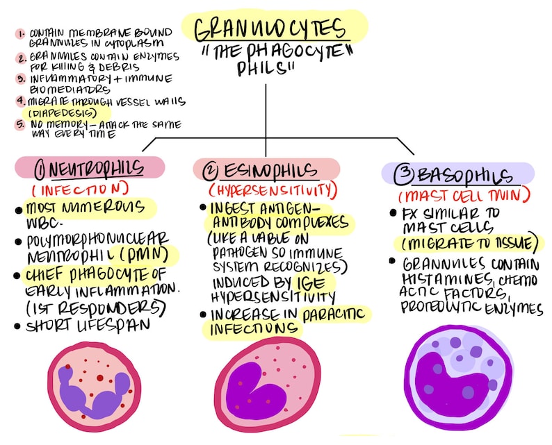 Structure and Function of Hematologic System Biology Diagrams