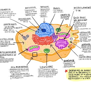Könnte beinhalten: Eine detaillierte Abbildung einer Zelle, die ihre verschiedenen Bestandteile wie Kern, Mitochondrien und Zellmembran zeigt. Das Diagramm ist mit Beschriftungen und Pfeilen versehen und verwendet eine Reihe von Farben, um verschiedene Zellstrukturen und -funktionen hervorzuheben.