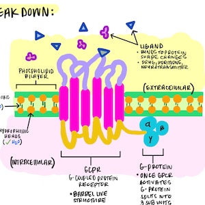 Könnte beinhalten: Ein farbenfrohes Diagramm, das den Aufbau eines G-Protein-gekoppelten Rezeptors (GPCR) veranschaulicht. Das Bild enthält Beschriftungen wie "Phospholipiddoppelschicht", "Hydrophobe Schwänze" und "Hydrophile Köpfe". Der Text "BREAK DOWN:" steht oben.