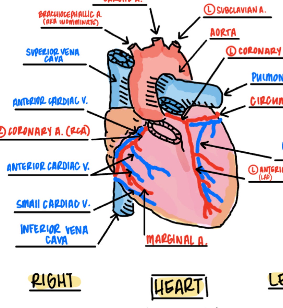 Coronary Vessels - Etsy