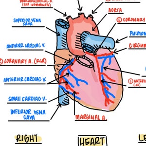 Coronary Vessels
