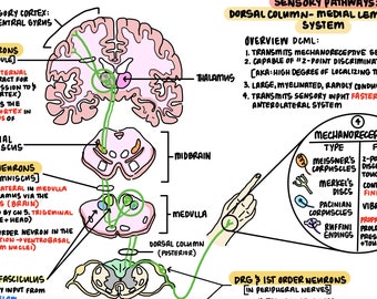 Anatomy of Ascending & Descending Spinal Tracts