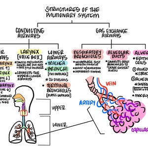 Pulmonary Review & Obstructive/Restrictive Disorders