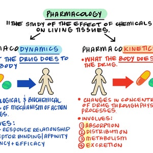 Pharmakokinetik & Pharmakodynamik